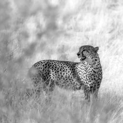 Cheetah on field