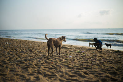 Boy crouching by stray dogs at beach