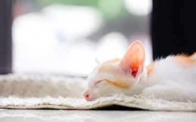 Close-up of a cat