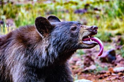 Close-up of an bear 