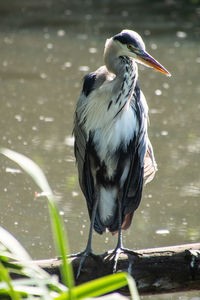 Close-up of a bird