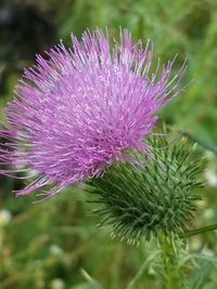 Close-up of thistle blooming outdoors