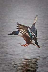 Side view of a bird in water