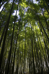 Low angle view of bamboo trees in forest