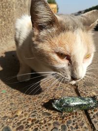 Close-up of a cat