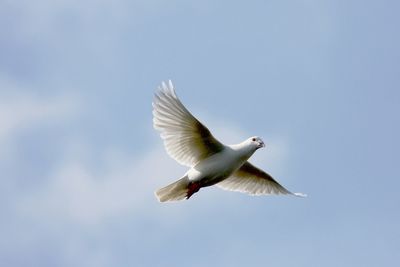 Low angle view of bird flying against clear sky