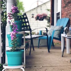 Close-up of potted plant on table against building