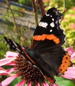 Close-up of butterfly pollinating on flower