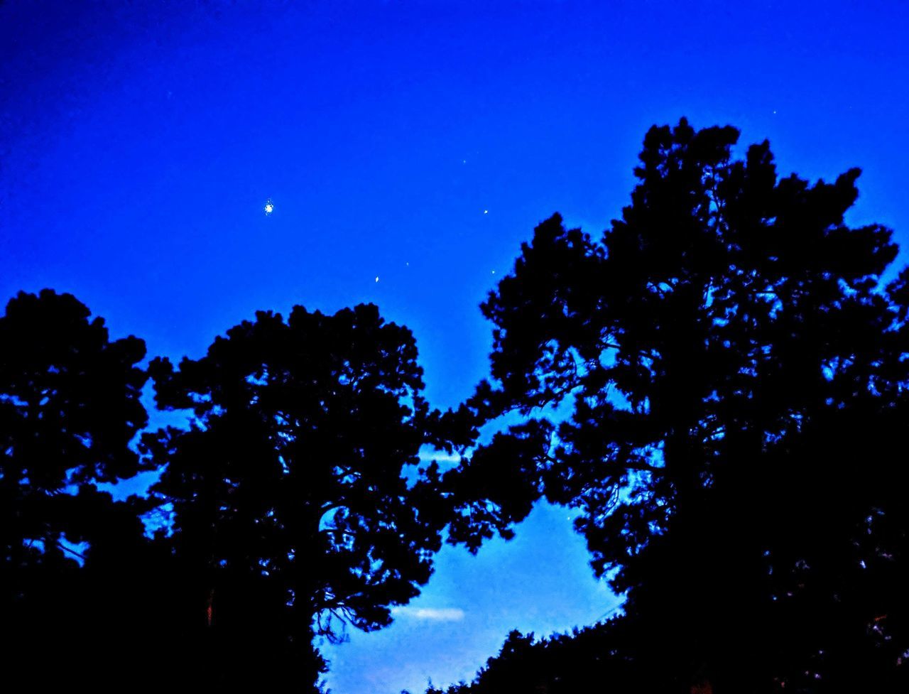 sky, tree, plant, silhouette, night, star, beauty in nature, darkness, nature, scenics - nature, tranquility, moonlight, space, astronomy, low angle view, cloud, blue, no people, tranquil scene, growth, dusk, moon, astronomical object, outdoors, idyllic