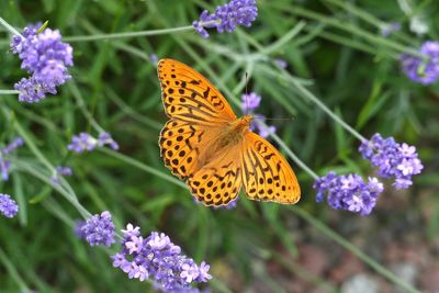 Close-up of butterfly pollinating on daisy