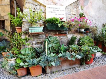 Potted plants in yard