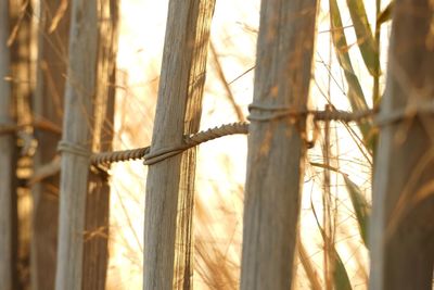 Close-up of bamboo tree trunk during sunset