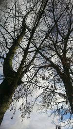 Low angle view of bare tree against sky