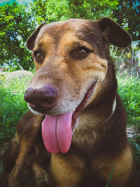 Close-up portrait of dog sticking out tongue