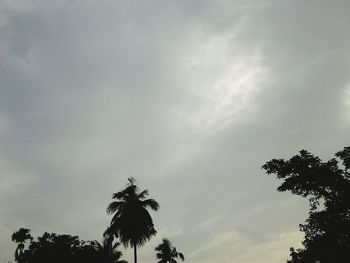 Low angle view of silhouette palm trees against sky