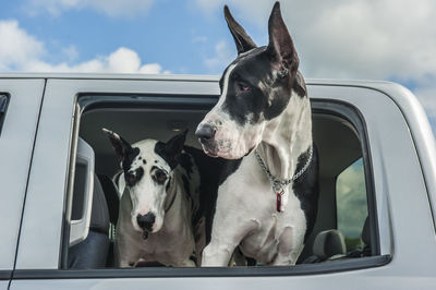 Close-up of dog in car