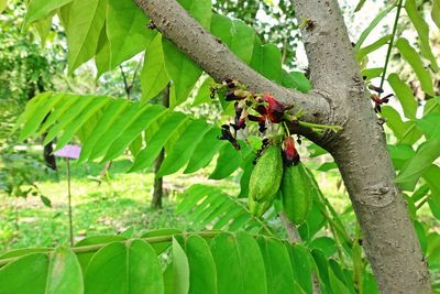 Close-up of green leaves on tree trunk