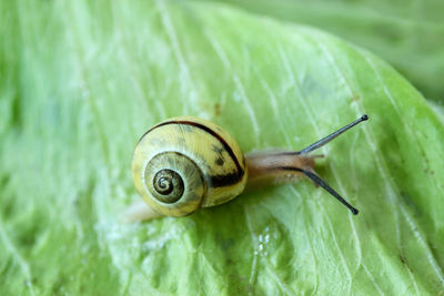 Close-up of snail