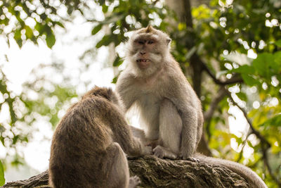 Low angle view of monkey on tree