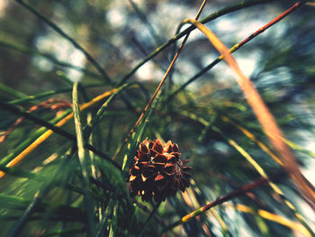 Close-up of flowering plant against blurred background