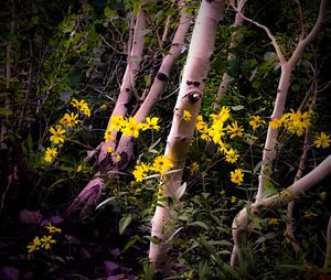 Close-up of plants growing outdoors