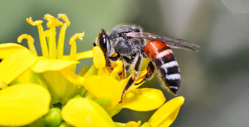 Close-up of insect on yellow flower