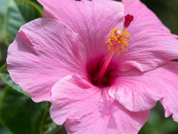 Close-up of pink hibiscus flower