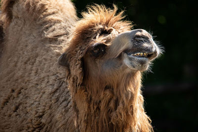 Close-up of a camel looking away