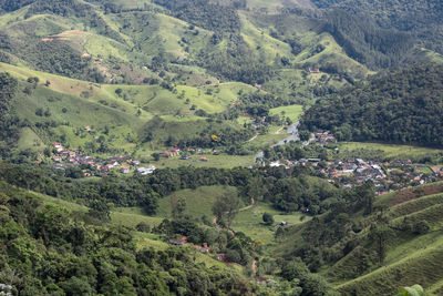 High angle view of lush foliage