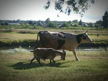 Cows grazing on grassy field