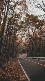 A long driveway covered by trees