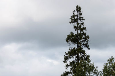 Low angle view of tree against sky