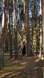 Trees in forest