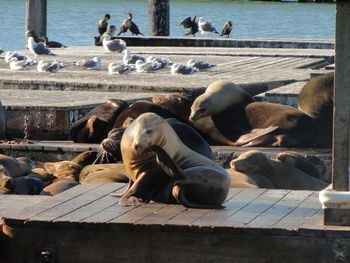 Seals on the deck at the seashore