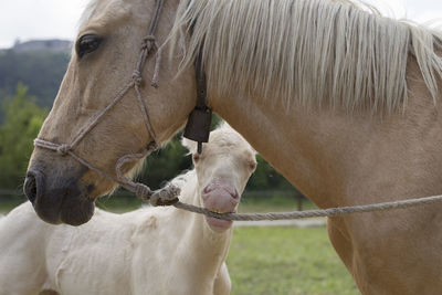 Horse in field