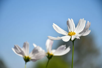 Close-up of white flowering plants against clear blue sky