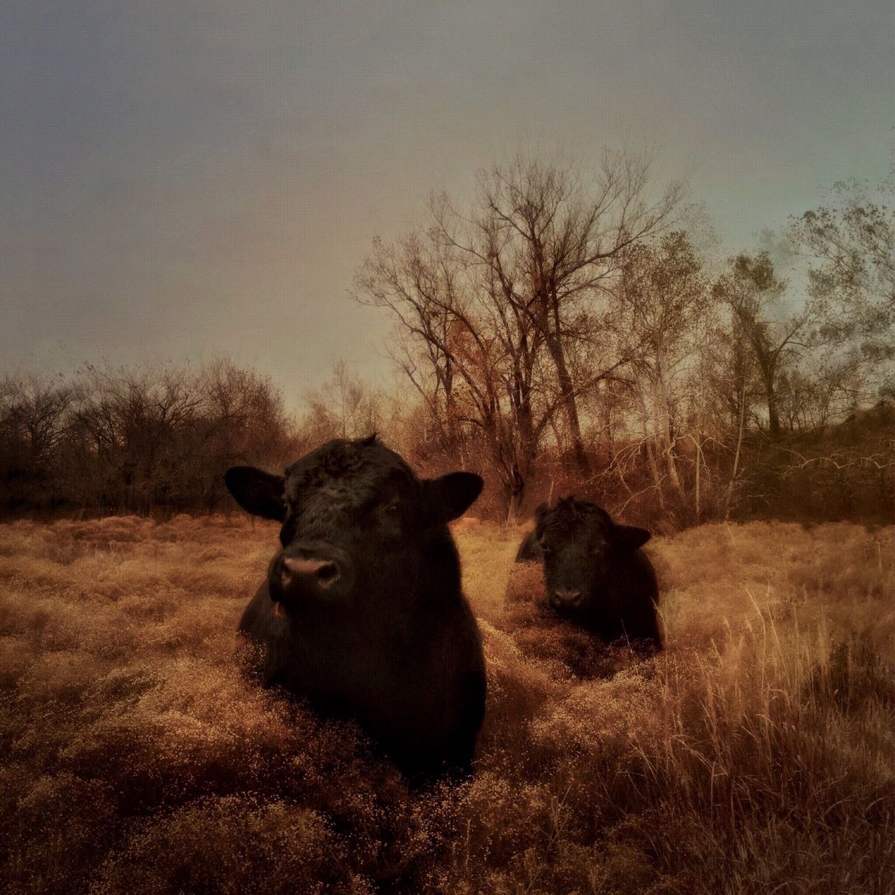 animal themes, one animal, mammal, domestic animals, pets, field, tree, grass, bare tree, dog, sky, landscape, sitting, nature, relaxation, grassy, wildlife, no people, tranquility, outdoors