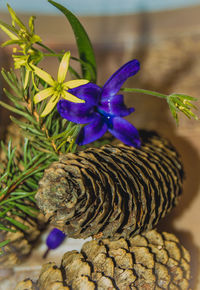 Close-up of purple flowers