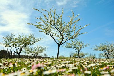Scenic view of flowering plants on field against sky