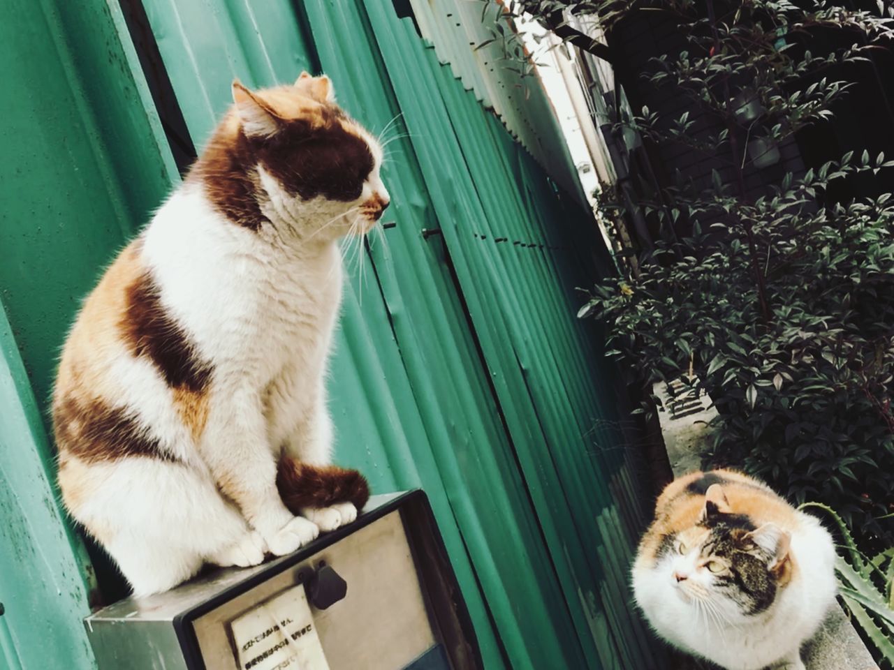 domestic cat, pets, domestic animals, feline, mammal, animal themes, one animal, cat, sitting, no people, whisker, outdoors, ginger cat, day