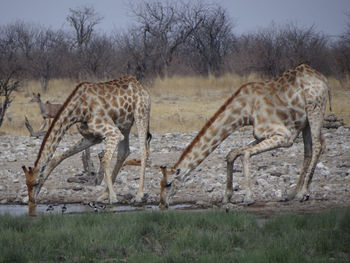 A giraffe stands alone in the steppe of the etosha national park on a sunny autumn day in namibia