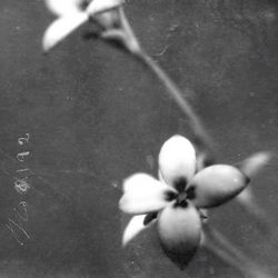 Close-up of flowers