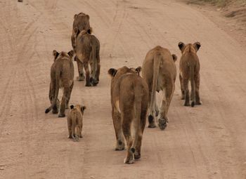 Horses on floor