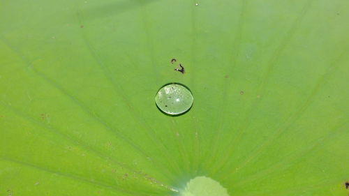 Close-up of water drop on green leaf