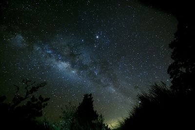 Low angle view of silhouette trees against star field at night