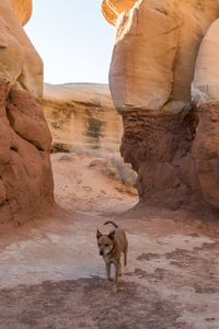 View of a horse standing on rock