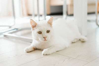 A white cat who was rescued on the street, with a sore eye, sits on the floor in the house 