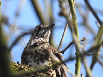 Low angle view of bird perching on tree