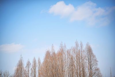 Low angle view of bare trees against sky