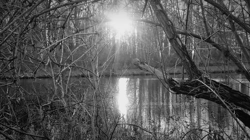 Reflection of trees in water